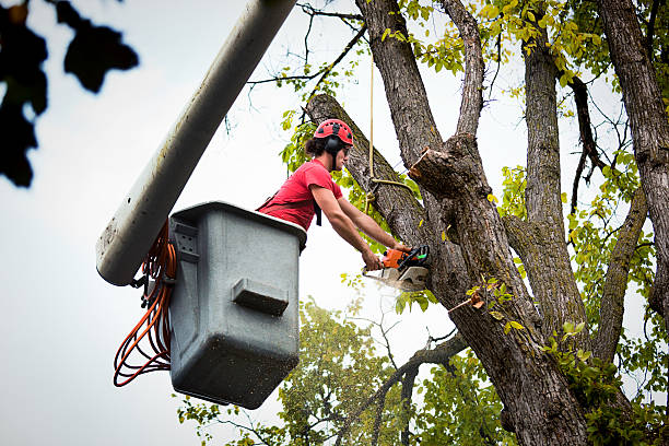 Tree Branch Trimming in Livingston, CA